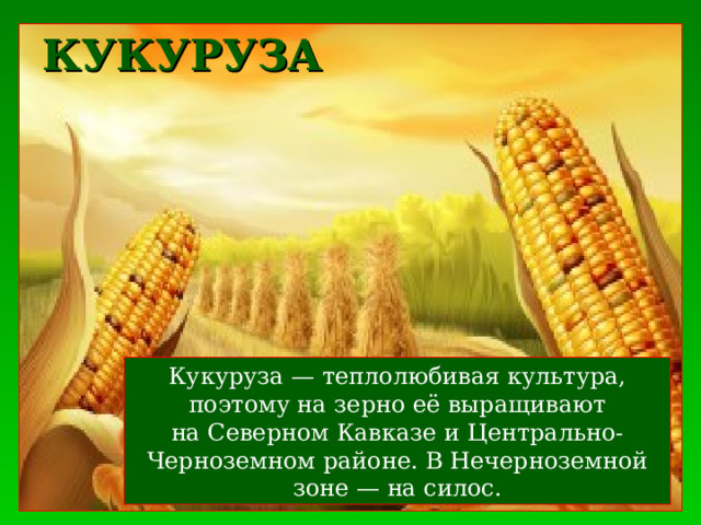 КУКУРУЗА Кукуруза — теплолюбивая культура, поэтому на зерно её выращивают на Северном Кавказе и Центрально-Черноземном районе. В Нечерноземной зоне — на силос. 