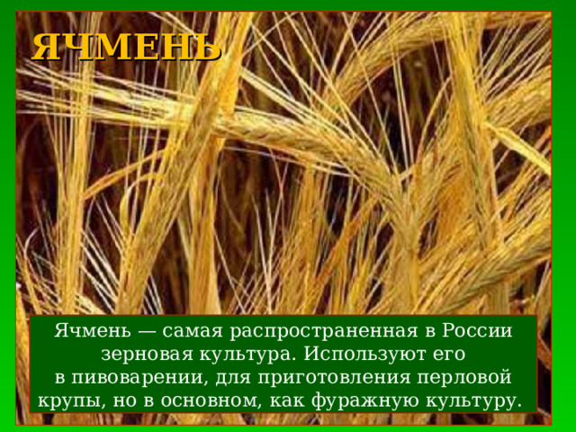 ЯЧМЕНЬ Ячмень — самая распространенная в России зерновая культура. Используют его в пивоварении, для приготовления перловой крупы, но в основном, как фуражную культуру. 