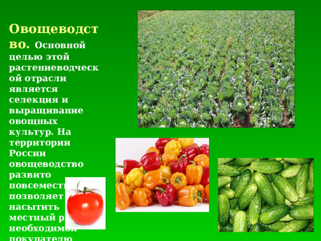 Овощеводство. Основной целью этой растениеводческой отрасли является селекция и выращивание овощных культур. На территории России овощеводство развито повсеместно, что позволяет насытить местный рынок необходимой покупателю овощной продукцией . 