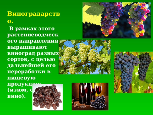 Виноградарство.  В рамках этого растениеводческого направления выращивают виноград разных сортов, с целью дальнейшей его переработки в пищевую продукцию (изюм, сок или вино).  