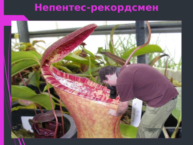 Непентес-рекордсмен 