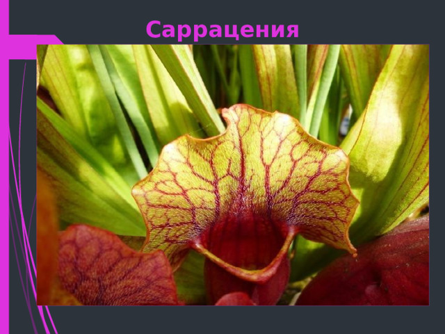 Саррацения 