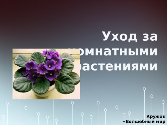 Уход за комнатными растениями Кружок «Волшебный мир природы» . 