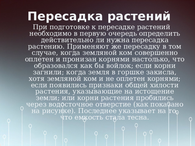 Пересадка растений При подготовке к пересадке растений необходимо в первую очередь определить действительно ли нужна пересадка растению. Применяют же пересадку в том случае, когда земляной ком совершенно оплетен и пронизан корнями настолько, что образовался как бы войлок; если корни загнили; когда земля в горшке закисла, хотя земляной ком и не оплетен корнями; если появились признаки общей хилости растения, указывающие на истощение земли; или корни растения пробились через водосточное отверстие (как показано на рисунке). Последнее указывает на то, что емкость стала тесна. 