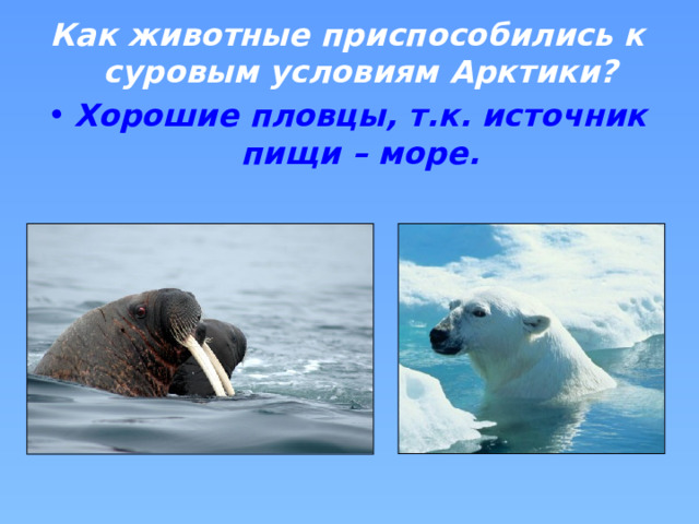 Как животные приспособились к суровым условиям Арктики? Хорошие пловцы, т.к. источник пищи – море.  
