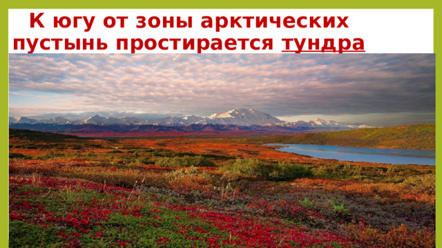  К югу от зоны арктических пустынь простирается тундра 