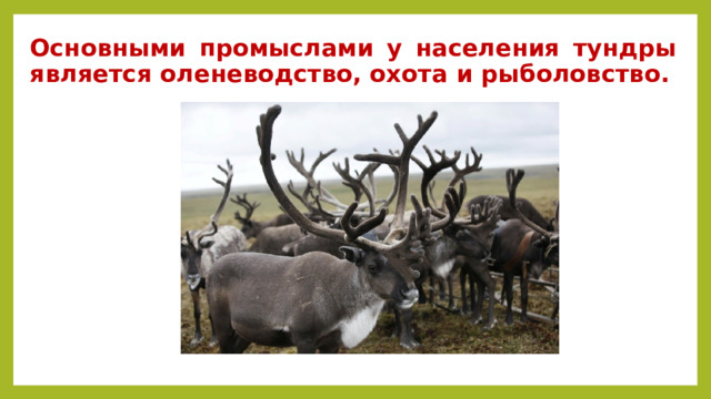 Основными промыслами у населения тундры является оленеводство, охота и рыболовство. 