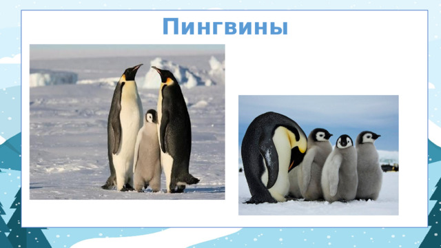 Пингвины  