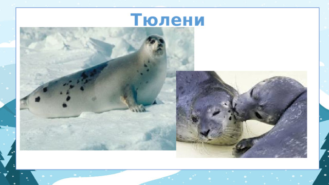 Тюлени  