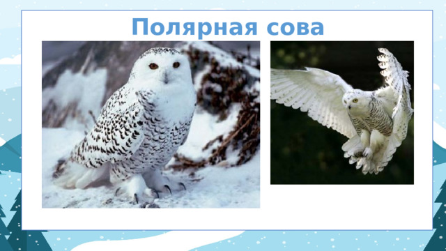 Полярная сова  
