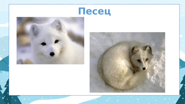 Песец  