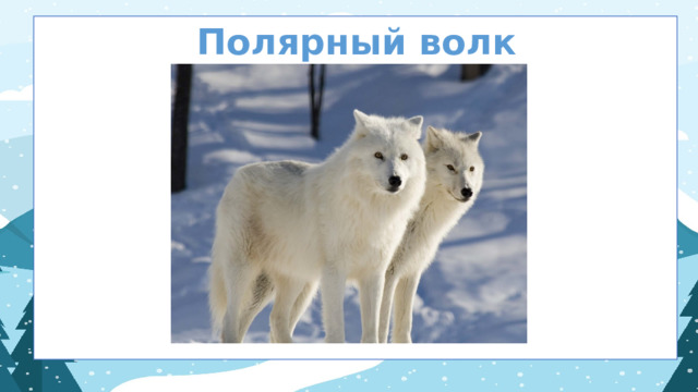 Полярный волк  