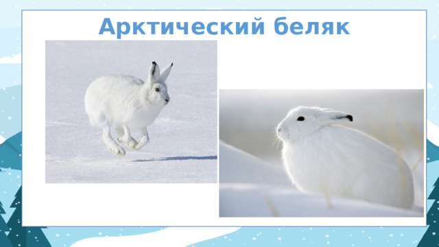 Арктический беляк  