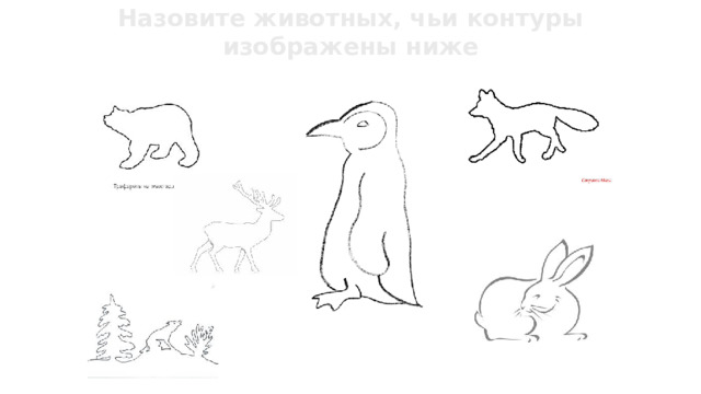 Назовите животных, чьи контуры изображены ниже 