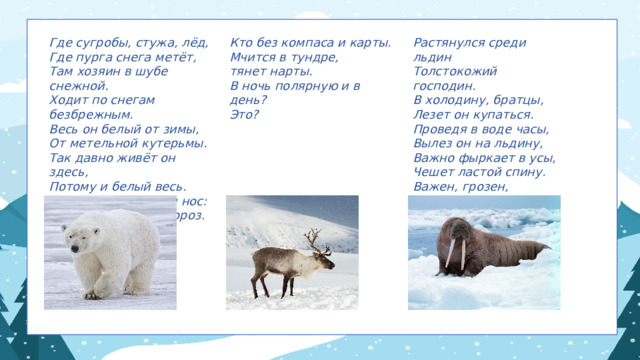Где сугробы, стужа, лёд,  Где пурга снега метёт,  Там хозяин в шубе снежной.  Ходит по снегам безбрежным.  Весь он белый от зимы,  От метельной кутерьмы.  Так давно живёт он здесь,  Потому и белый весь.  Лишь черны глаза и нос:  Пощадил их злой мороз . Кто без компаса и карты.  Мчится в тундре, Растянулся среди льдин  Толстокожий господин.  В холодину, братцы,  Лезет он купаться.  Проведя в воде часы,  Вылез он на льдину,  Важно фыркает в усы,  Чешет ластой спину.  Важен, грозен, толстокож  Господин усатый….. тянет нарты.  В ночь полярную и в день?  Это?  