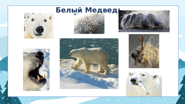 Белый Медведь 