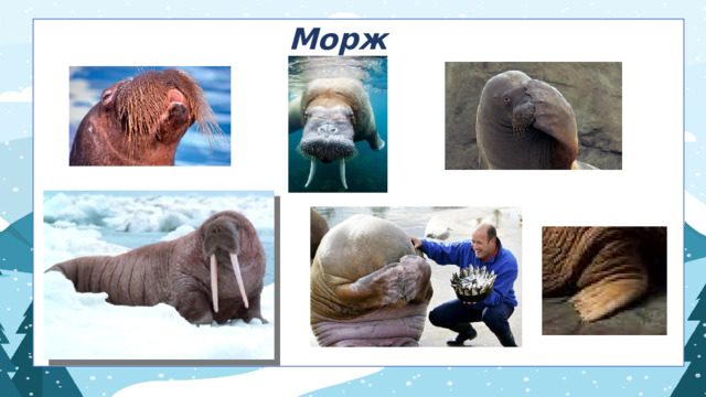 Морж 