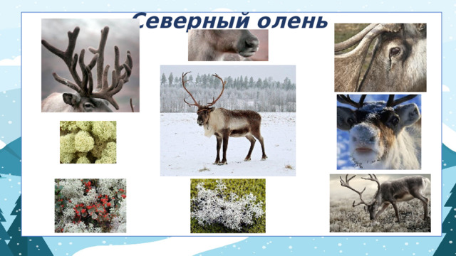 Северный олень 