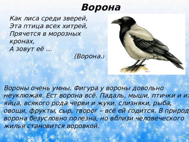 Ворона Как лиса среди зверей, Эта птица всех хитрей, Прячется в морозных кронах, А зовут её …  (Ворона. ) Вороны очень умны. Фигура у вороны довольно неуклюжая. Ест ворона всё. Падаль, мыши, птички и их яйца, всякого рода черви и жуки, слизняки, рыба, овощи, фрукты, сыр, творог – всё ей годится. В природе ворона безусловно полезна, но вблизи человеческого жилья становится воровкой.  