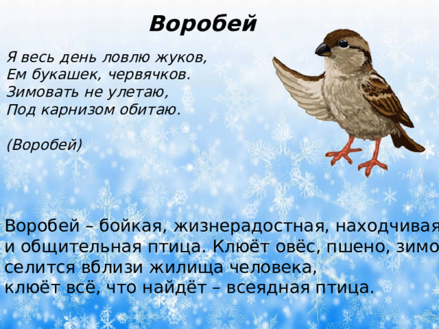 Воробей Я весь день ловлю жуков,  Ем букашек, червячков.  Зимовать не улетаю,  Под карнизом обитаю.  (Воробей) Воробей – бойкая, жизнерадостная, находчивая и общительная птица. Клюёт овёс, пшено, зимой селится вблизи жилища человека, клюёт всё, что найдёт – всеядная птица. 