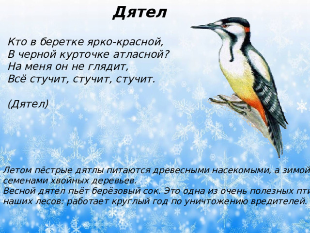 Дятел Кто в беретке ярко-красной,  В черной курточке атласной?  На меня он не глядит,  Всё стучит, стучит, стучит.  (Дятел) Летом пёстрые дятлы питаются древесными насекомыми, а зимой – семенами хвойных деревьев. Весной дятел пьёт берёзовый сок. Это одна из очень полезных птиц наших лесов: работает круглый год по уничтожению вредителей.  