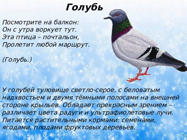 Голубь Посмотрите на балкон: Он с утра воркует тут. Эта птица – почтальон, Пролетит любой маршрут.  (Голубь.)  У голубей туловище светло-серое, с беловатым надхвостьем и двумя тёмными полосами на внешней стороне крыльев. Обладает прекрасным зрением – различает цвета радуги и ультрафиолетовые лучи. Питается растительными кормами: семенами, ягодами, плодами фруктовых деревьев.  