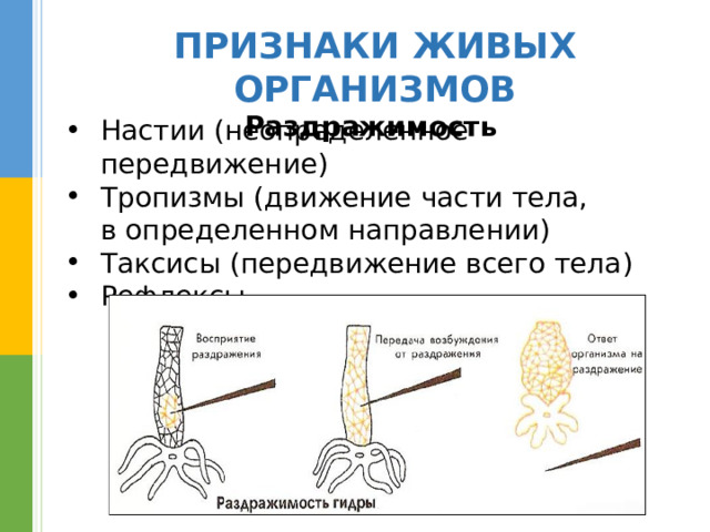 ПРИЗНАКИ ЖИВЫХ ОРГАНИЗМОВ Раздражимость  Настии (неопределенное передвижение) Тропизмы (движение части тела,  в определенном направлении) Таксисы (передвижение всего тела) Рефлексы 