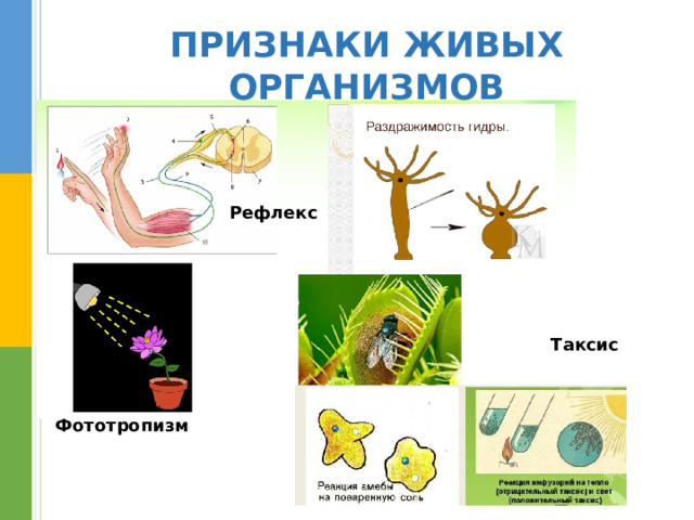 ПРИЗНАКИ ЖИВЫХ ОРГАНИЗМОВ Раздражимость  Рефлекс Таксис  Фототропизм 