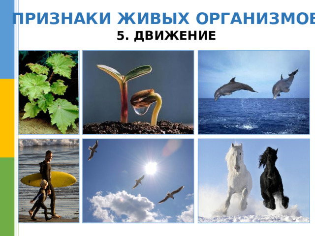 ПРИЗНАКИ ЖИВЫХ ОРГАНИЗМОВ 5. ДВИЖЕНИЕ 