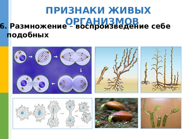 ПРИЗНАКИ ЖИВЫХ ОРГАНИЗМОВ 6. Размножение – воспроизведение себе  подобных 