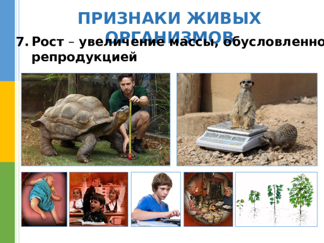 ПРИЗНАКИ ЖИВЫХ ОРГАНИЗМОВ Рост – увеличение массы, обусловленное  репродукцией 