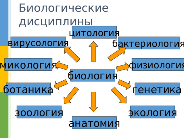 Биологические дисциплины цитология бактериология вирусология микология физиология биология генетика ботаника экология зоология анатомия 