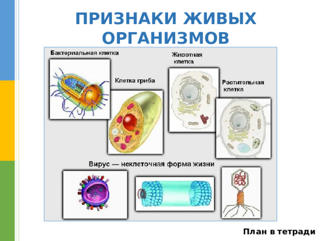 ПРИЗНАКИ ЖИВЫХ ОРГАНИЗМОВ 1. Клеточное строение живых организмов План в тетради 