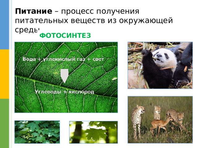 Питание – процесс получения питательных веществ из окружающей среды ФОТОСИНТЕЗ 