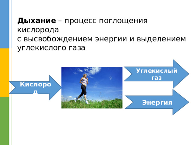 Дыхание – процесс поглощения кислорода с высвобождением энергии и выделением углекислого газа Углекислый газ Кислород Энергия 6 