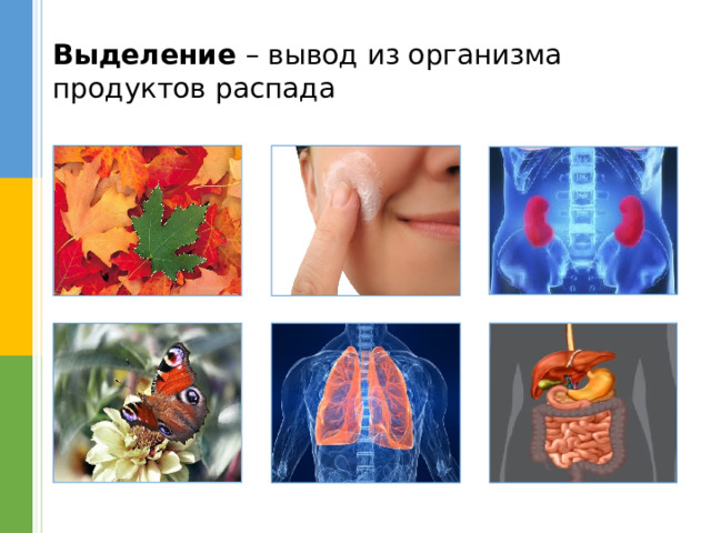 Выделение – вывод из организма продуктов распада 