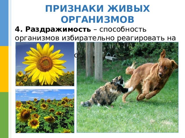 ПРИЗНАКИ ЖИВЫХ ОРГАНИЗМОВ 4. Раздражимость – способность организмов избирательно реагировать на изменения  в окружающей среде 