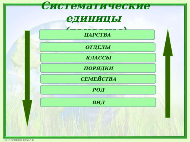 Перечислите систематические единицы