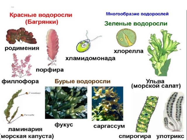 Самые большие одноклеточные водоросли. Общая характеристика водорослей конспект 7 класс. Особенности строения одноклеточных выделения. Капуста строение ЕГЭ.