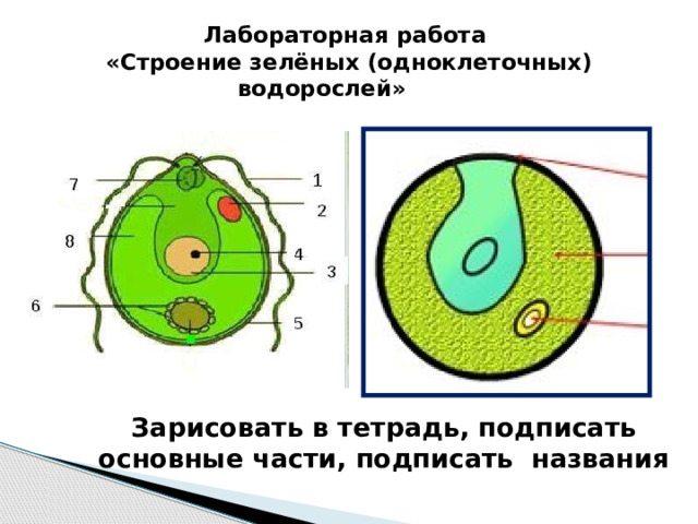 Характеристика и строение одноклеточных водорослей. Одноклеточные водоросли. Строение зеленых водорослей. Круглые одноклеточные водоросли. Одноклеточные водоросли Эра.