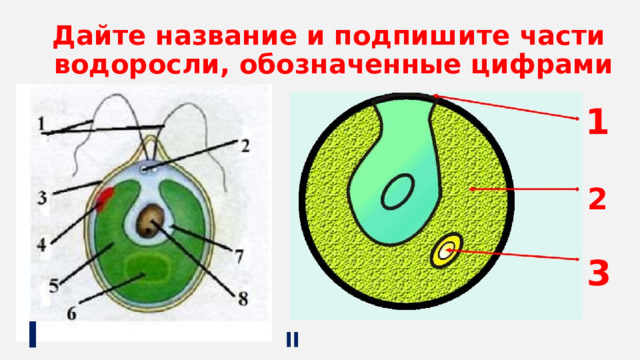 На каком рисунке изображена водоросль