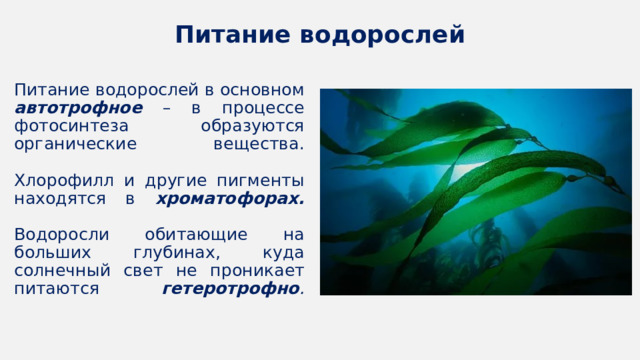 Питание водорослей Питание водорослей в основном автотрофное – в процессе фотосинтеза образуются органические вещества.   Хлорофилл и другие пигменты находятся в хроматофорах.   Водоросли обитающие на больших глубинах, куда солнечный свет не проникает питаются гетеротрофно .    
