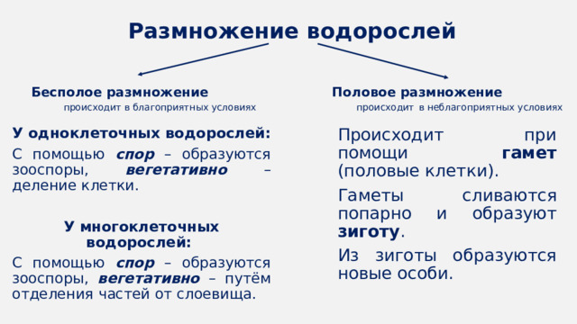 Размножение водорослей Бесполое размножение происходит в благоприятных условиях Половое размножение происходит  в неблагоприятных условиях У одноклеточных водорослей: Происходит при помощи гамет (половые клетки). С помощью спор – образуются зооспоры, вегетативно –  деление клетки. Гаметы сливаются попарно и образуют зиготу . Из зиготы образуются новые особи. У многоклеточных водорослей: С помощью спор – образуются зооспоры, вегетативно –  путём отделения частей от слоевища.  