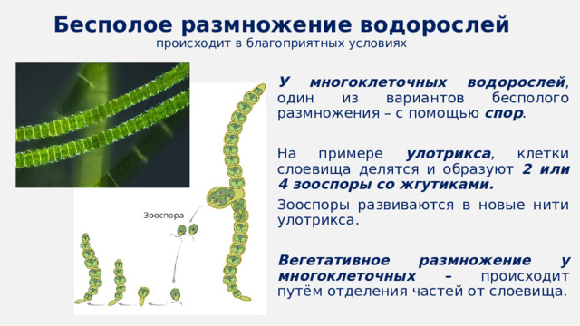 Вода для размножения водорослей. Слоевище улотрикса. Бесполое размножение водорослей. Размножение водорослей улотрикса схема. Вегетативное размножение водорослей.