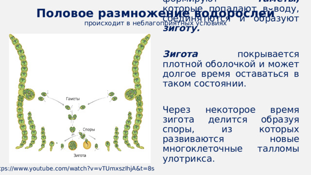 Зигота имплантируется в стенку