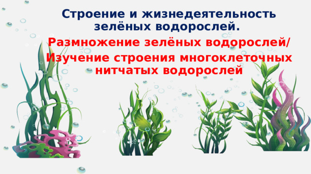 Строение и жизнедеятельность зелёных водорослей. Размножение зелёных водорослей/ Изучение строения многоклеточных нитчатых водорослей  