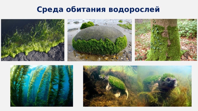 Среда обитания водорослей 