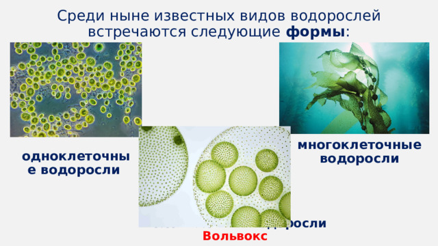Колониальные водоросли. Размножение водорослей. Многоклеточные и колониальные водоросли. Вольвокс.