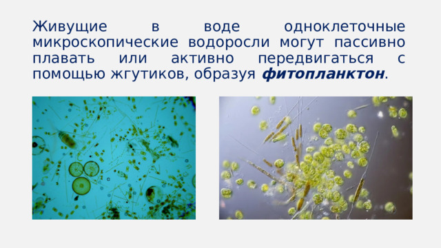 Живущие в воде одноклеточные микроскопические водоросли могут пассивно плавать или активно передвигаться с помощью жгутиков, образуя фитопланктон . 