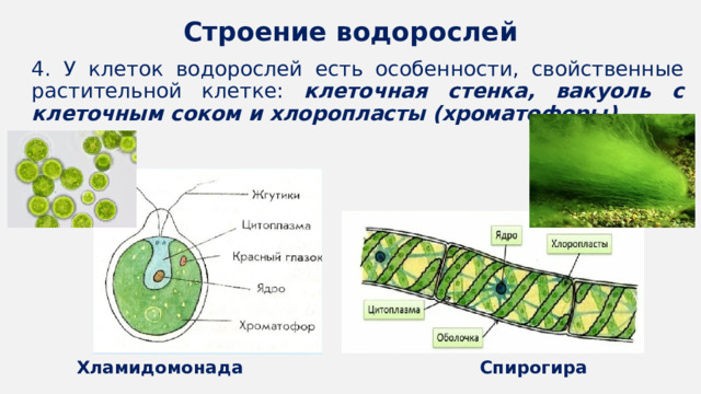 Размножение водорослей. Строение многоклеточных водорослей